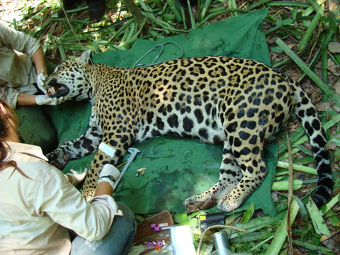 Doctors attending to a leopard